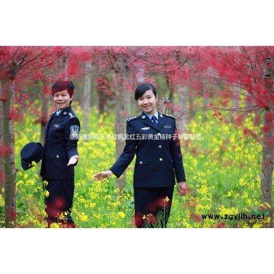 香樟基地供应1至300公分的各规格品种香樟种子香樟苗香樟大苗