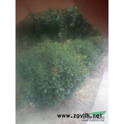 大型苗圃供应广玉兰6-17公分