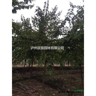 泸州香樟|香樟价格|四川香樟