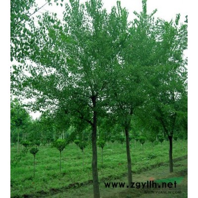 广玉兰行情报价\广玉兰图片展示