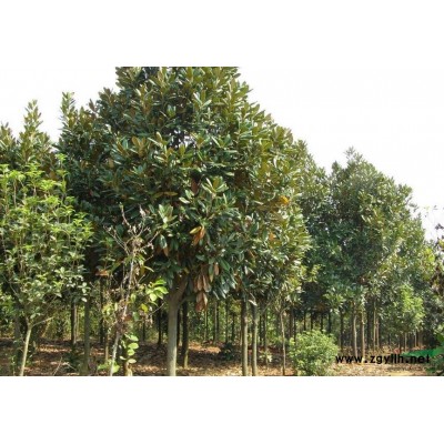 江苏句容供香樟、榉树，朴树、栾树、乌臼,低价促销