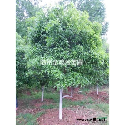 湖北随州供应大规模香樟