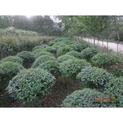 河南石楠、香樟苗供应