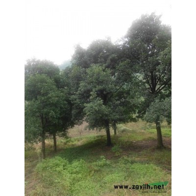 香樟3行情报价\香樟3图片展示