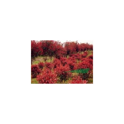 广玉兰   河南苗木价格出售求购