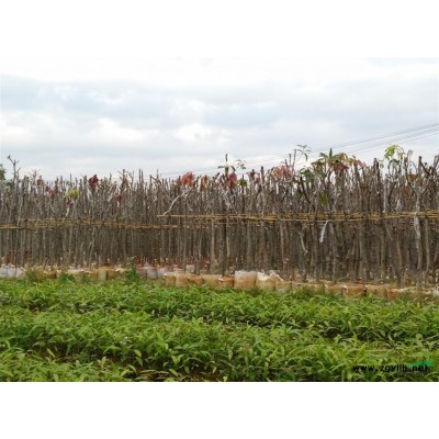 供应芒果（苗）扁桃（苗）秋枫、木棉，香樟，桃树，可为工程供苗