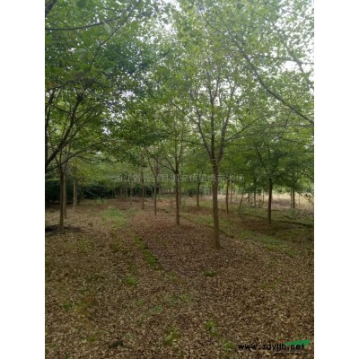 浙江广玉兰3信息