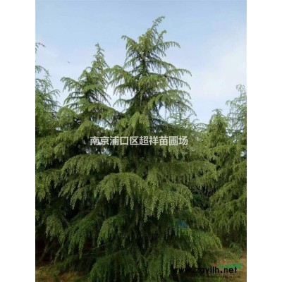 广玉兰现场装车图_广玉兰自产自销_南京广玉兰基地