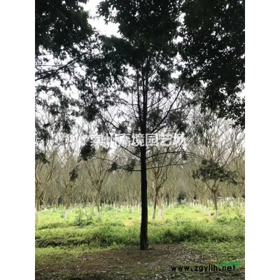 成都郫县温江崇州长期低价供应银杏等乔灌木