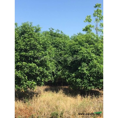 江苏南京 广玉兰