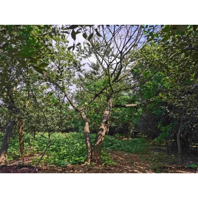 香樟。十五至四十公分