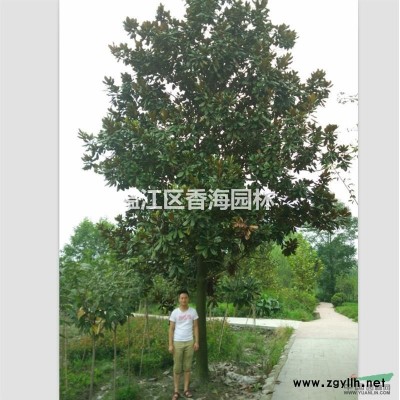 四川温江银杏基地直销，数量大，价格便宜