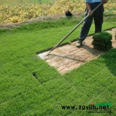 广玉兰3供应/广玉兰3图片