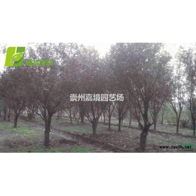 成都郫县温江崇州长期低价供应广玉兰等乔灌木