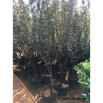 供应浙江广玉兰袋苗，昆明广玉兰容器苗，熟苗图3