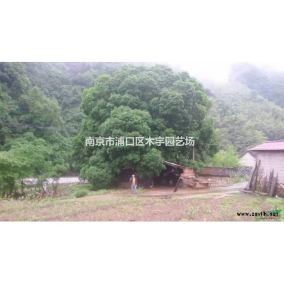 24广玉兰，25广玉兰