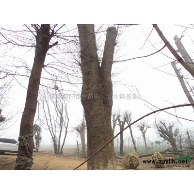 广玉兰报价/河南广玉兰报价