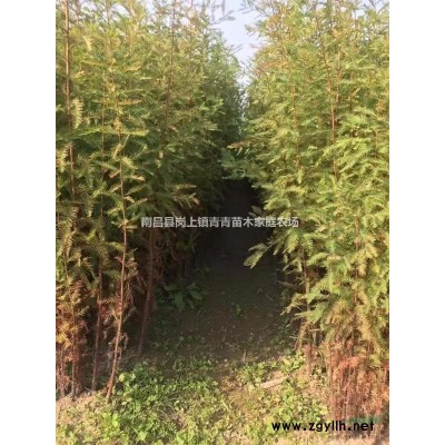 江西南昌大量供应小叶香樟小苗