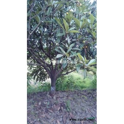 湖北咸宁香樟