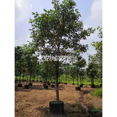 广州大安秋筑苗圃场供应，桃花心木，大花地伦桃，香樟，红花紫荆