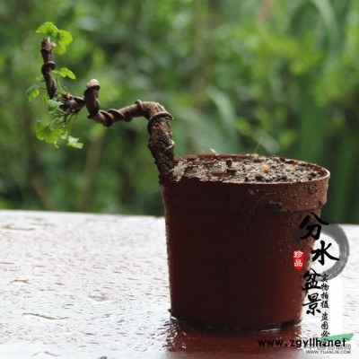 分水盆景：掌上盆景 银杏小盆景 微型盆景 白果树盆景