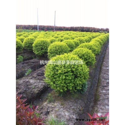 广玉兰、垂柳、紫薇、红叶李、黄山栾树、香橼、乐昌含笑、杜英、