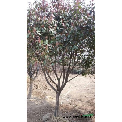 银杏供应/银杏图片