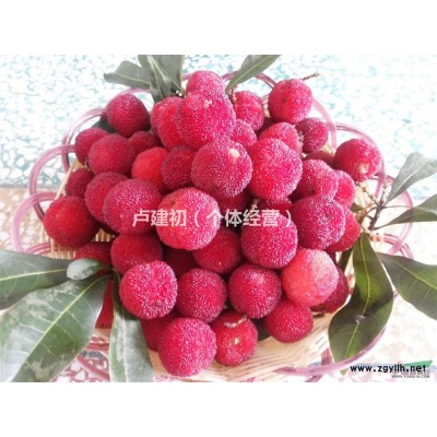 湖南供应12公分广玉兰，*便宜广玉兰价格