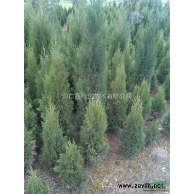 广玉兰，2015年广玉兰价格，广玉兰供应，湖南广玉兰价格