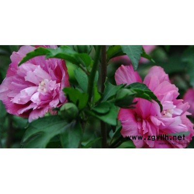 银杏行情报价\银杏图片展示