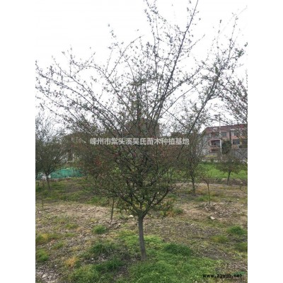 浙江[产品]/浙江香樟价格/报价