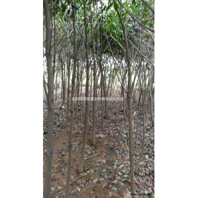 安徽滁州供应丛生香樟小苗