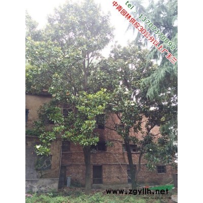 中青园林供应直径30公分到40公分广玉兰价格优惠