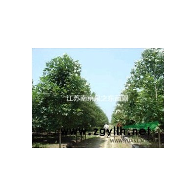 优质广玉兰，*光炫黄，落叶飘临。