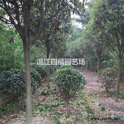 成都银杏，成都精品银杏，温江银杏基地