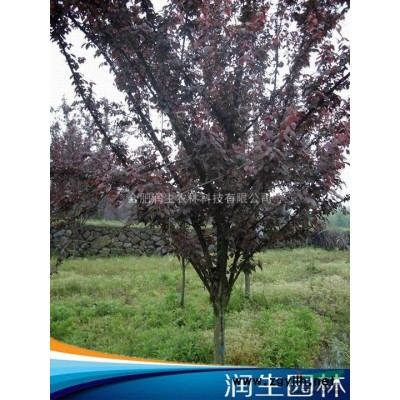 【大规格银杏、榔榆】7131棵