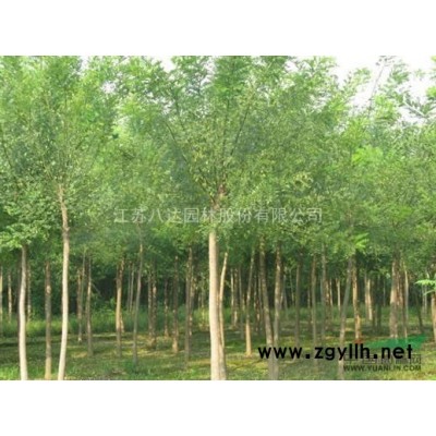 银杏 实生银杏 嫁接银杏 江苏银杏基地直供