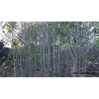 出售：红叶李，桂花，广玉兰，大叶女贞，红叶 石楠，红花继木，