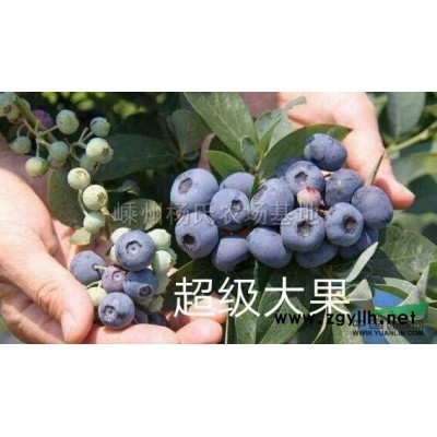 25--30公分移栽香樟