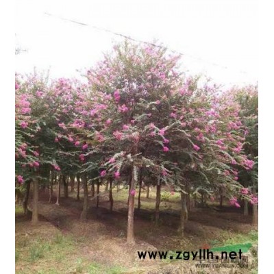 江西专供广玉兰