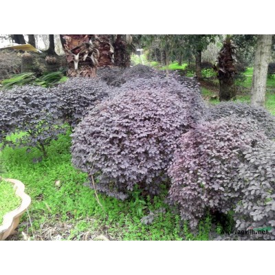 湖南银杏出售，银杏树价格