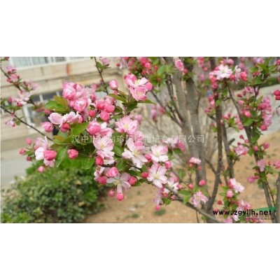 广玉兰规格/报价