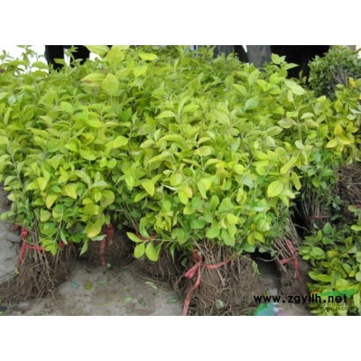 栾树、大叶女贞、垂柳、广玉兰、桂花、紫薇