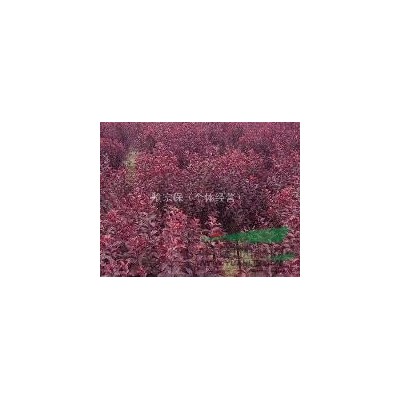 银杏   米径（4------6cm）