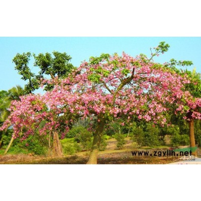 香樟报价/浙江香樟报价