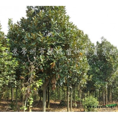 常州广玉兰，广玉兰生长习性