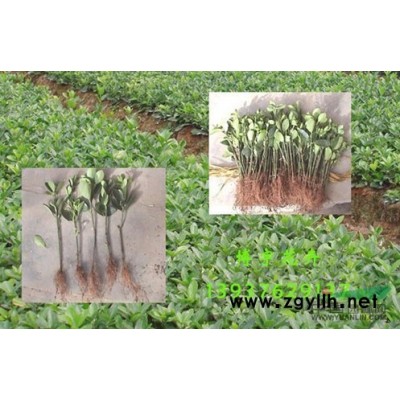 供应香樟4/供应河南香樟4/特价供应香樟4