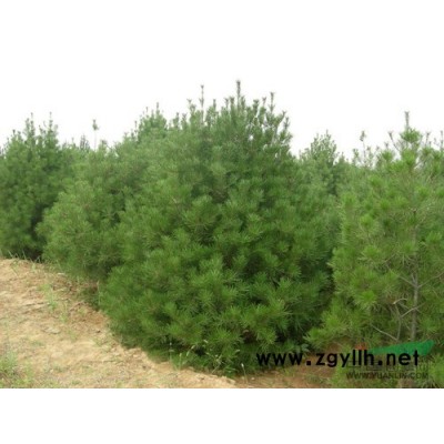 广玉兰，河南广玉兰专供