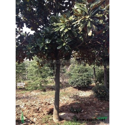 南京雪松、广玉兰、马褂木、香樟、紫薇、高杆女贞