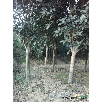 高80-150广玉兰小苗